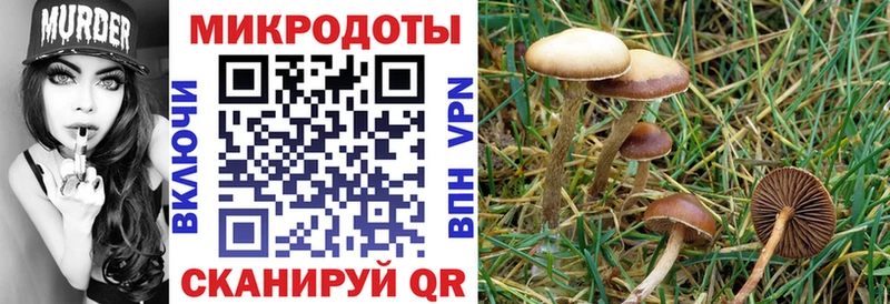 кракен зеркало  Новороссийск  Галлюциногенные грибы MAGIC MUSHROOMS 